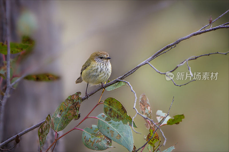 黄桑比尔(阿canthiza nana)